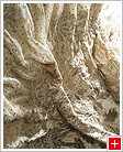 Evening Dress (detail) Worth